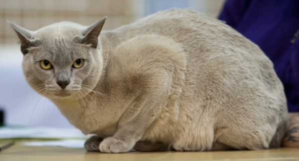 5 Signs Your CAT HATES YOU