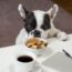 12 Delicious Human Foods Dogs Can Eat