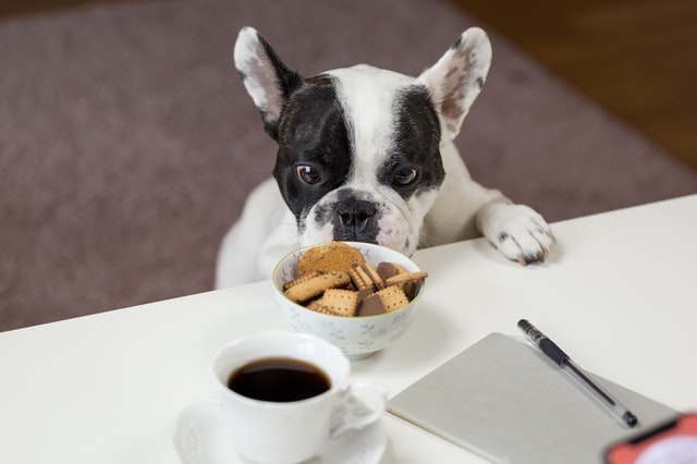 12 Human Foods that are dedicated for your Dog