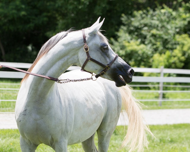 8 Fascinating Facts about Arabian Horses!