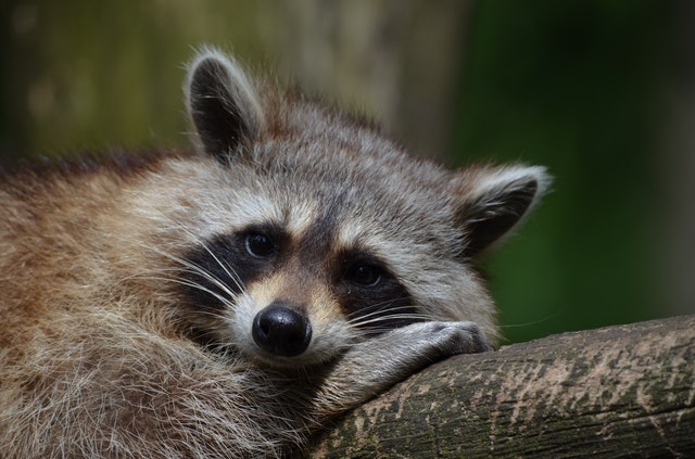 Is It LEGAL to stay RACCOONS AS PETS, What CARE Do They Need?