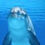 30 Facts about DOLPHINS from Scientific Studies