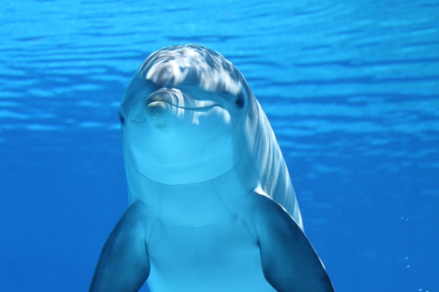 30 Facts about DOLPHINS from Scientific Studies