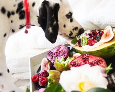 9 Foods which will kill Your Dog