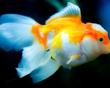 7 popular Fish most aquarium house owners should avoid