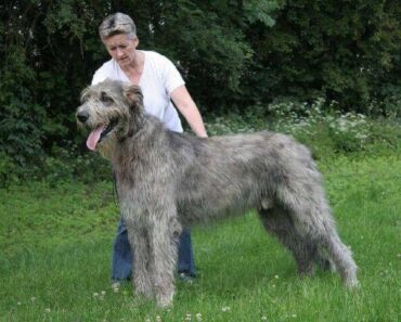 10 Most Expensive Dog Breeds in the world