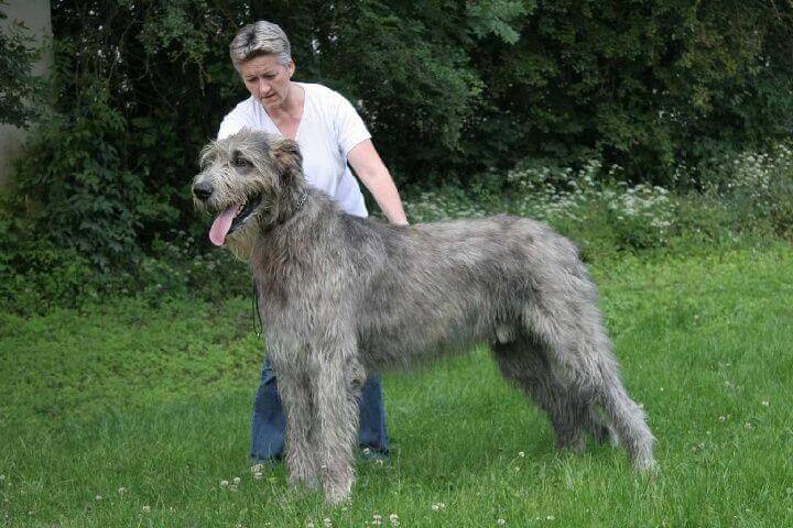 Most Expensive Dog Breeds in the world