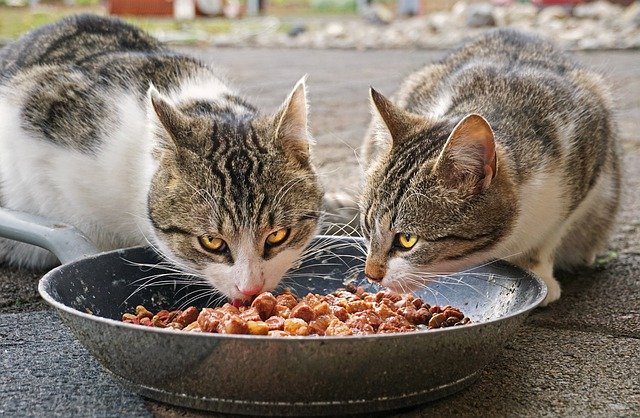 7 TREATS for CATS, How to Reward Your Feline 1