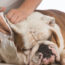 Top 10 Most Common Dog Disease and Health Issues