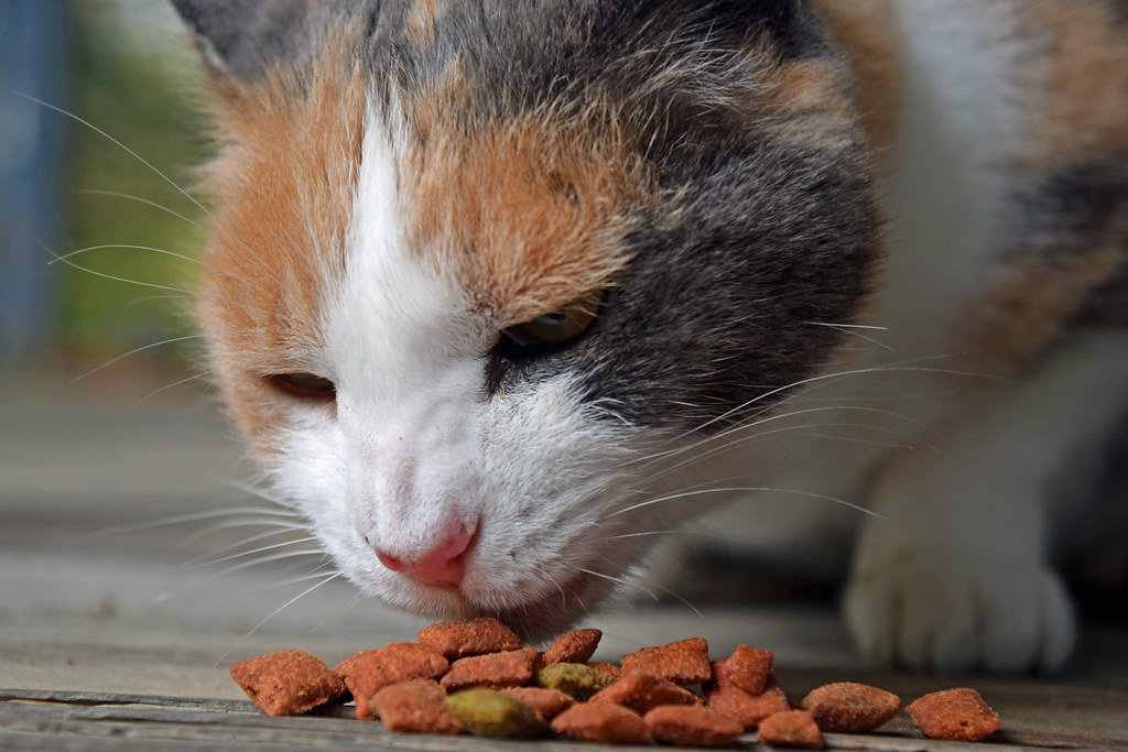 What is the Best DIET for CAT?