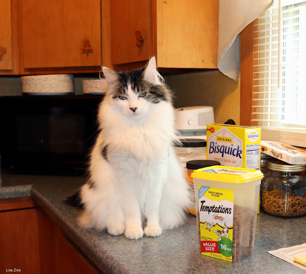  nutritional needs of a cat
