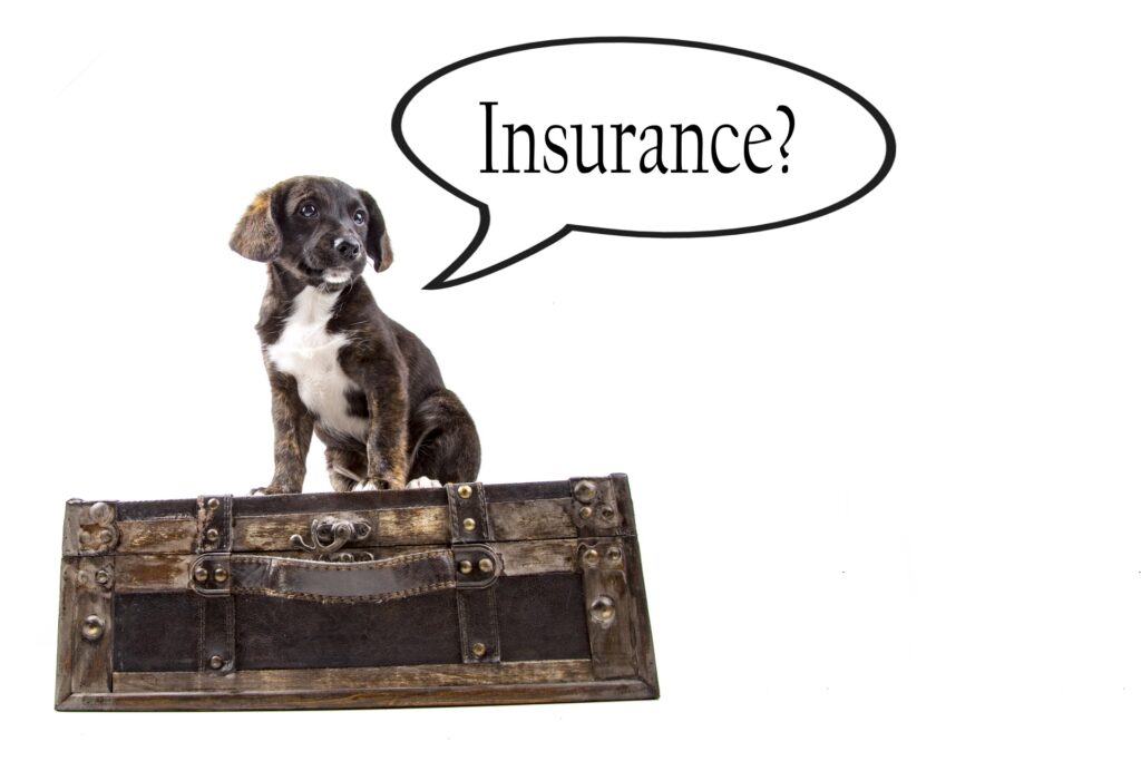 pet insurance options