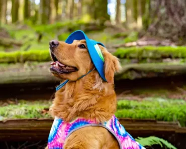 7 Tips and Products That’ll Help Your Dog Beat the warmth This Summer
