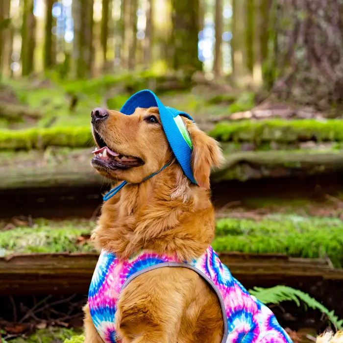 7 Tips and Products That’ll Help Your Dog Beat the warmth This Summer 1