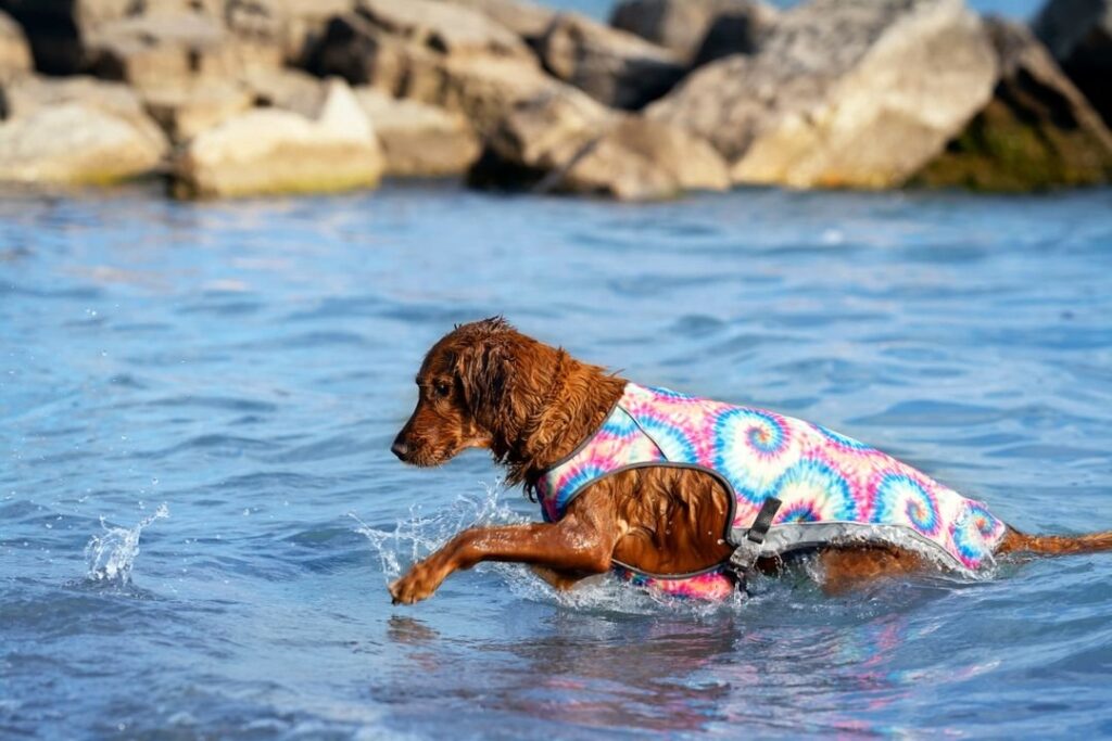 7 Tips and Products That’ll Help Your Dog Beat the warmth This Summer 6