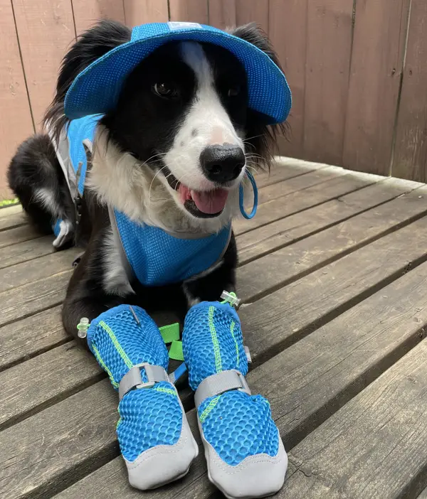 7 Tips and Products That’ll Help Your Dog Beat the warmth This Summer 9
