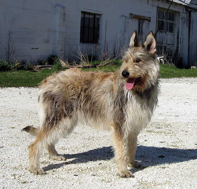 10 RARE DOG BREEDS YOU MAY HAVE NEVER HEARD ABOUT 6