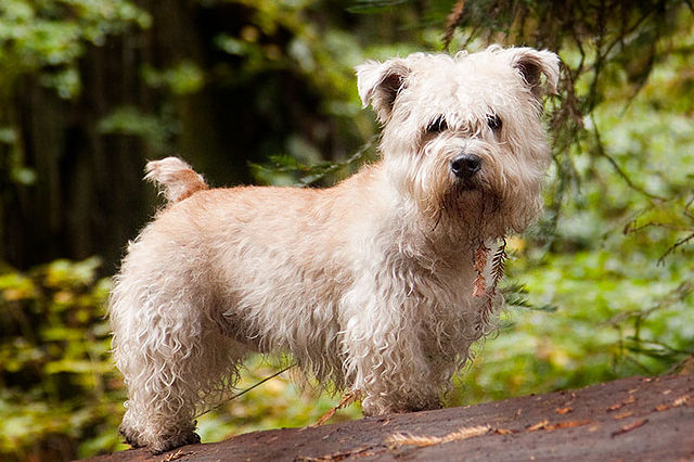 10 RARE DOG BREEDS YOU MAY HAVE NEVER HEARD ABOUT 10