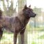 10 RARE DOG BREEDS YOU MAY HAVE NEVER HEARD ABOUT