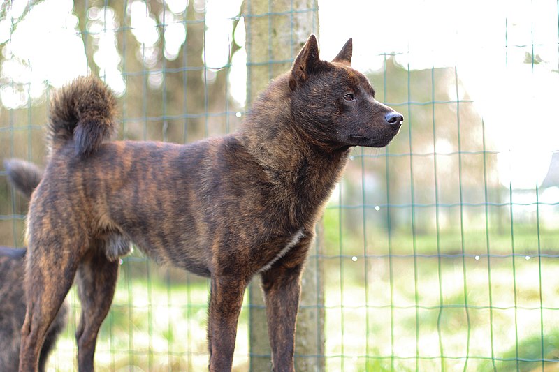 10 RARE DOG BREEDS YOU MAY HAVE NEVER HEARD ABOUT 1