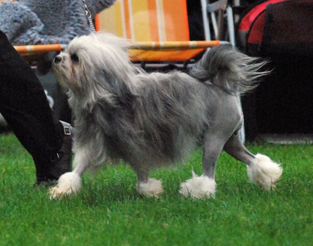10 RARE DOG BREEDS YOU MAY HAVE NEVER HEARD ABOUT 3