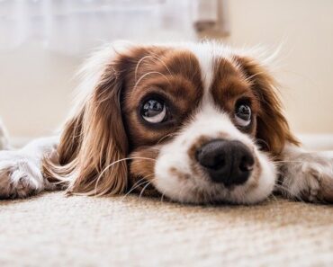 12 Harmful Things You May Be Doing to Your Dog Without Realizing It