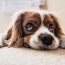 12 Harmful Things You May Be Doing to Your Dog Without Realizing It