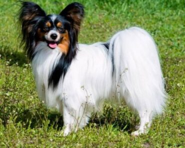 The Ultimate Guide To Choosing Papillon Dog.