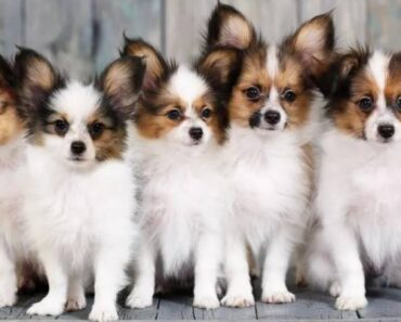 The Truth About Papillon Dogs: Are They The Right Pet For You?