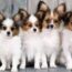The Truth About Papillon Dogs: Are They The Right Pet For You?