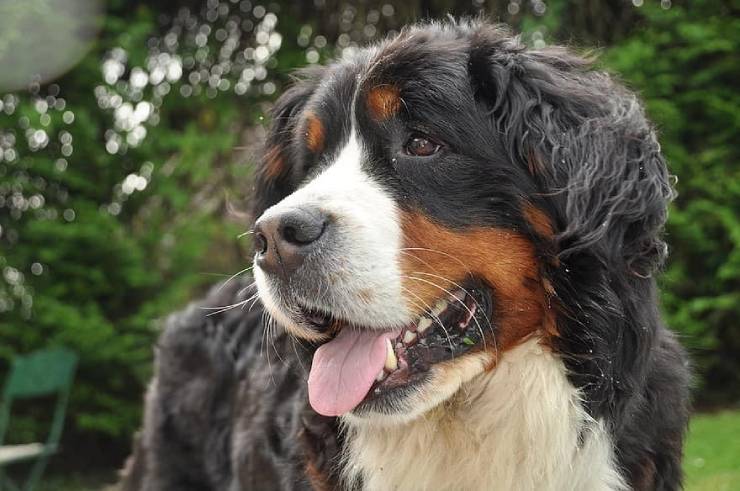 Bernese Mountain Dogs are friendly