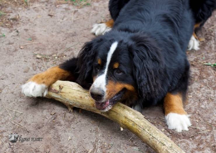 How Bernese Mountain Dogs Adapt to Their Environment 1