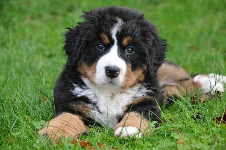  Bernese Mountain Dogs Affectionate With Family