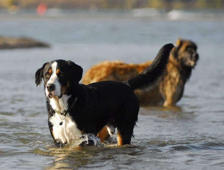 Everything You Need to Know About the Bernese Mountain Dog 2