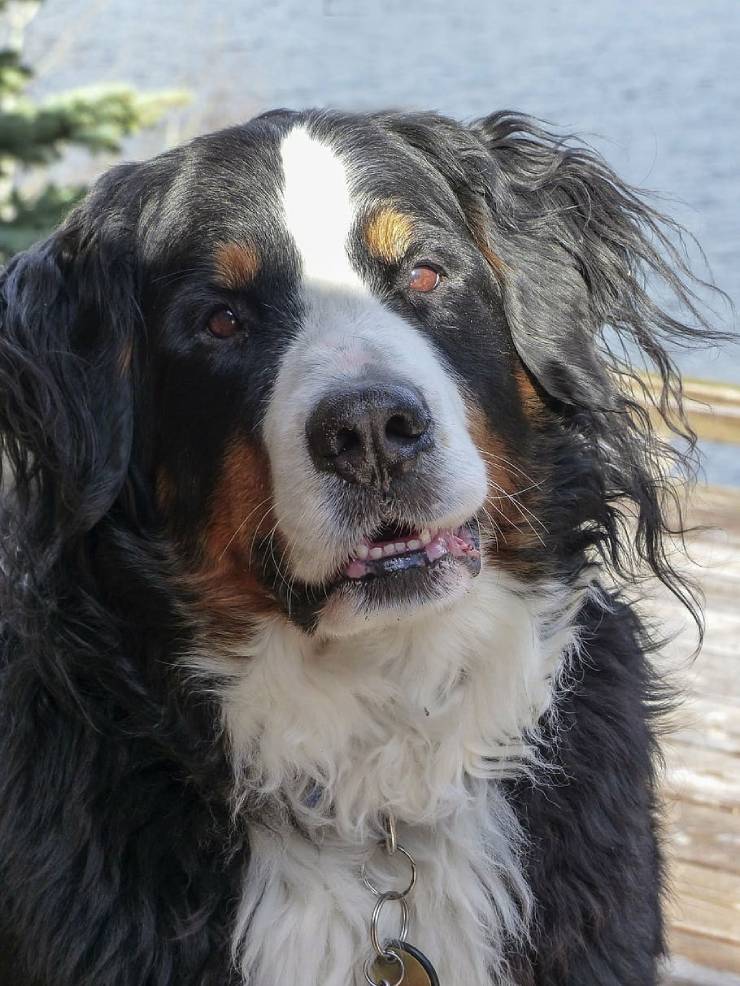  4 Reasons Why Bernese Mountain Dogs are friendly 1