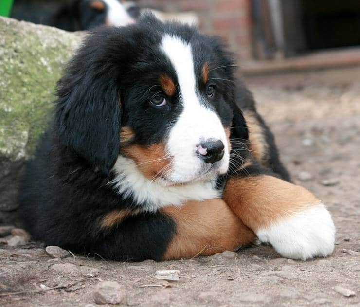 Everything You Need to Know About the Bernese Mountain Dog 1