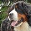  4 Reasons Why Bernese Mountain Dogs are friendly