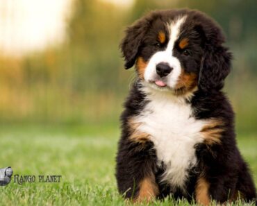 Everything You Need to Know About the Bernese Mountain Dog
