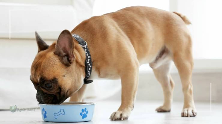 French Bulldog eat lighter dog food