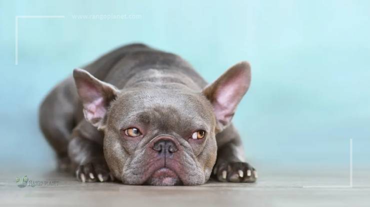 Lilac French Bulldog Pictures