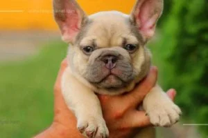 Lilac French Bulldogs: Everything You Need to Know