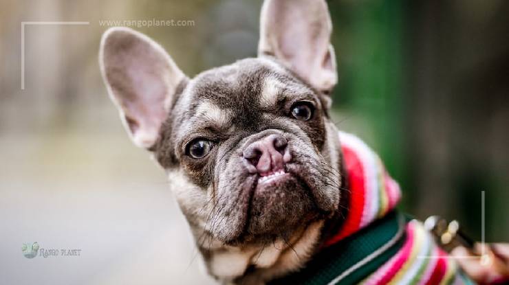 French Bulldog Good for Novice Owners