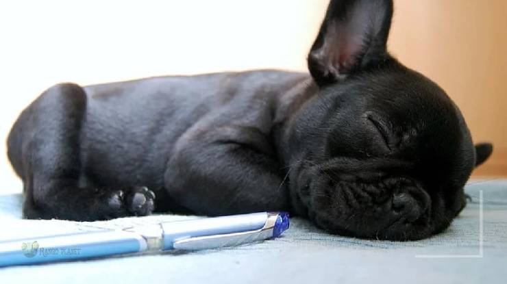 French Bulldog Tolerates Being Alone