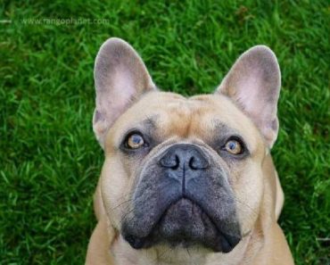 French Bulldog: An Owner’s Guide to Adaptability