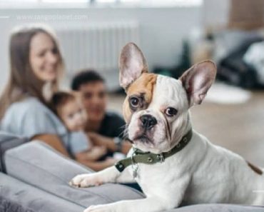 The French Bulldog: all Around Friendly Dog Breed