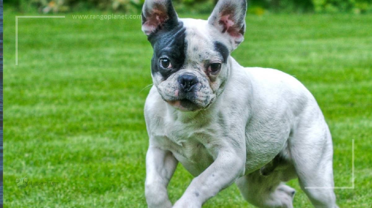 Mind-Blowing Facts about French Bulldogs You Didn't Know