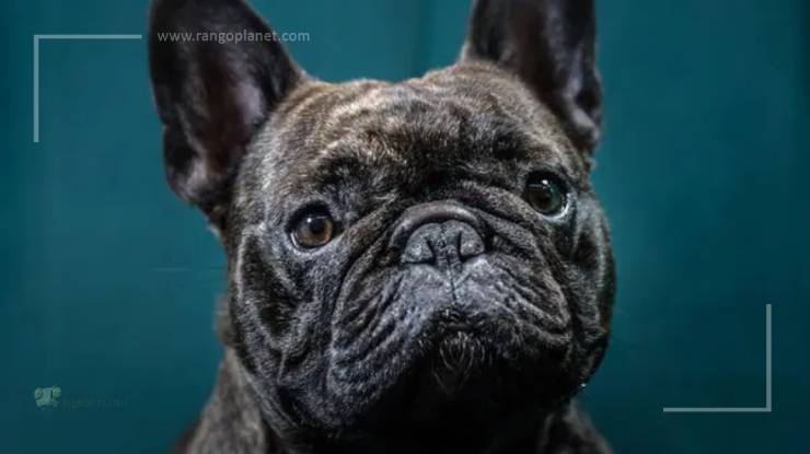 Why are Frenchies prone to weight gain?