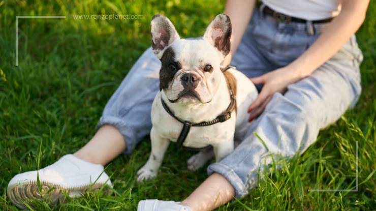 how to train your French bulldog 