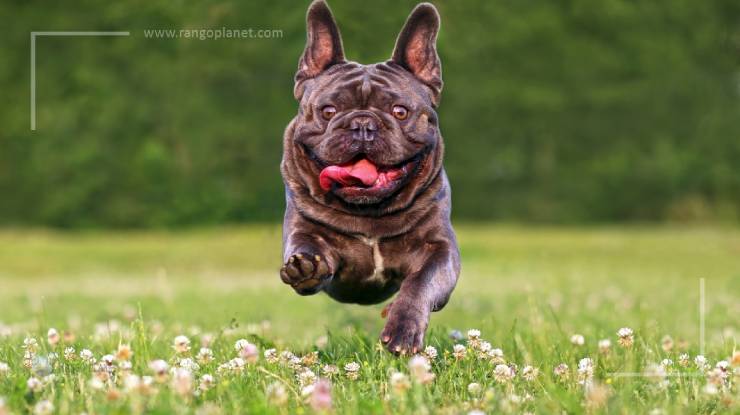 Give French Bulldog regular exercise and walks
